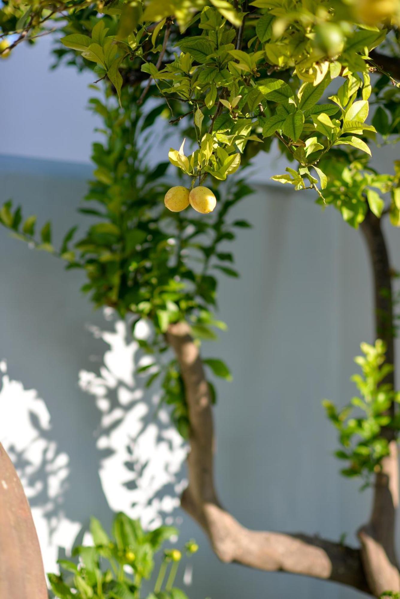 The Green House Alentejo Vila Nova da Baronia Экстерьер фото